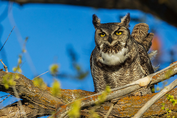 GHO01152 - Great Horned Owl