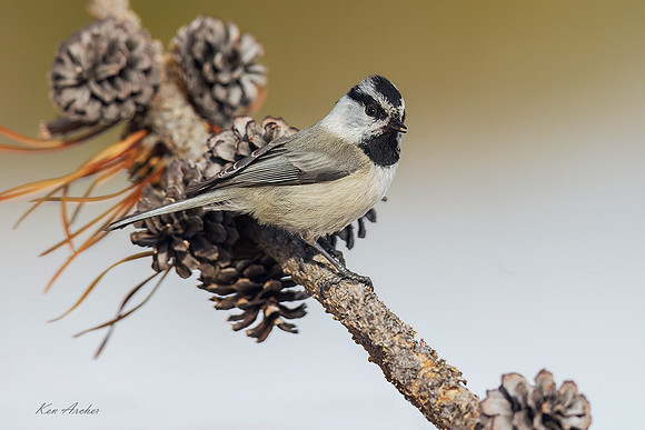 MTCH00086 - Mountain Chickadee
