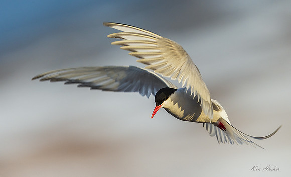 NMAT01239 - Arctic Tern