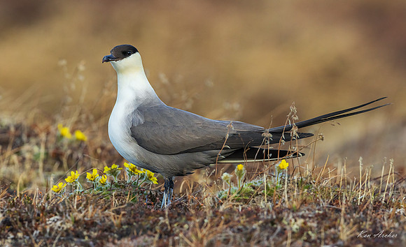 NMLJ02050 - Long-tailed Jaeger