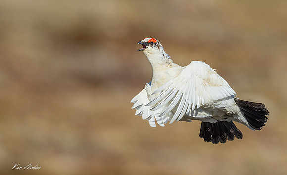 NMRM01804 - Rock Ptarmigan