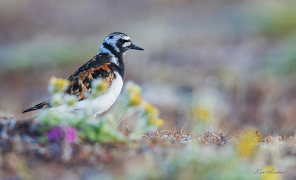 NMRT00485 - Ruddy Turnstone