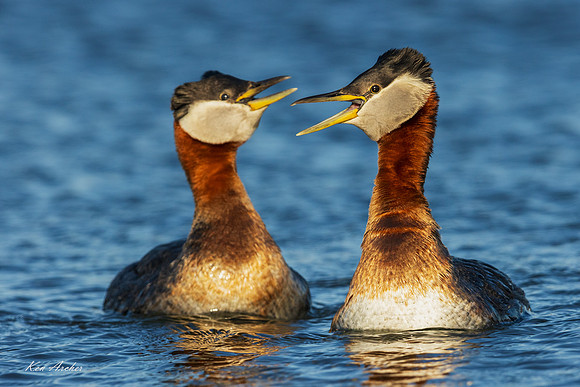 NMRG00389 - Red-necked Grebe