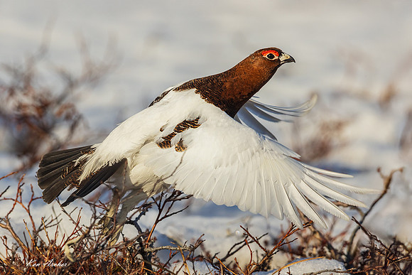 NMWP01321 - Willow Ptarmigan
