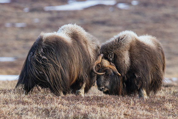 NMMO02771 - Musk Ox