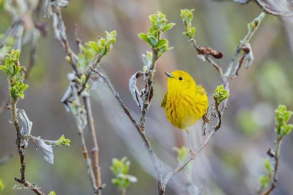NMYR00431 - Yellow Warbler