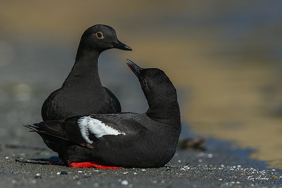 PNGT01429 - Pigeon Guillemot