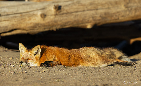 RF03277 - Red Fox