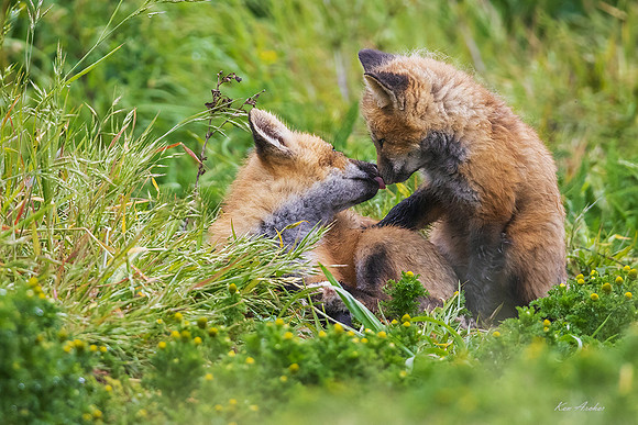 RF03000 - Red Fox