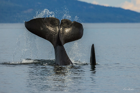 ORCA01912 - Orca