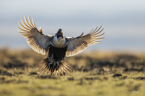 SGCO06278 - Greater Sage Grouse