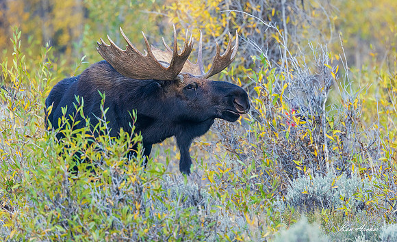 SHMS04629 - Shiras Moose