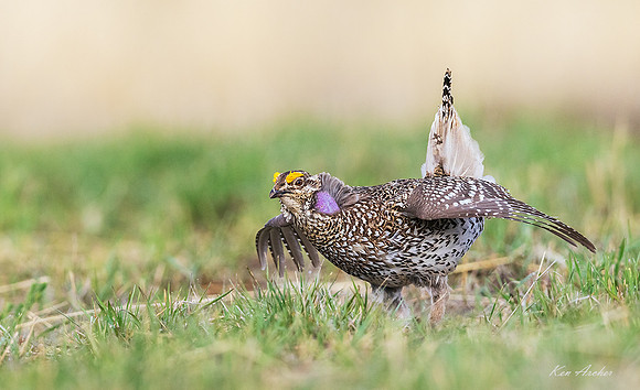 STGR02589 - Sharp-tailed Grouse