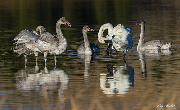TWSW02443 - Trumpeter Swan