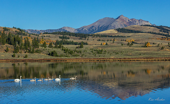 TWSW02501 - Trumpeter Swan