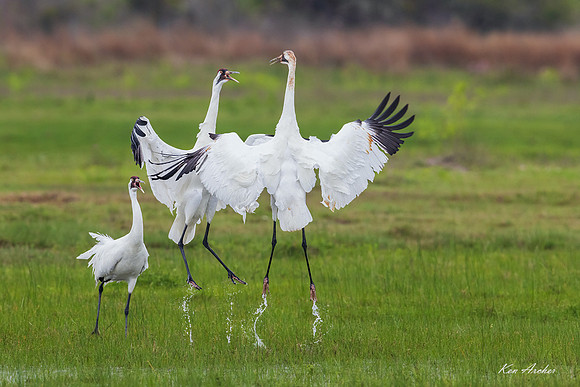 TXWC03208 - Whooping Crane
