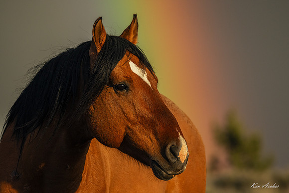 WDHS06802 - Wild Horse