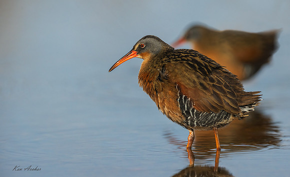 VR00265 - Virginia Rail