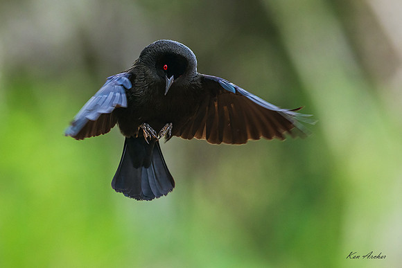 TXBC00020 - Bronzed Cowbird