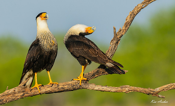 TXCC00934 - Crested Caracara