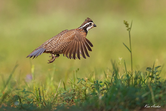 TXBQ00070 - Bobwhite Quail