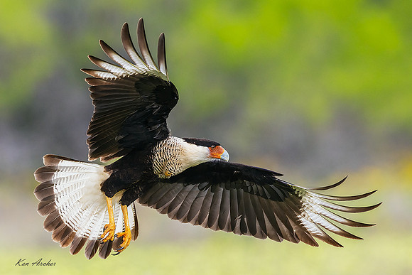 TXCC01488 - Crested Caracara