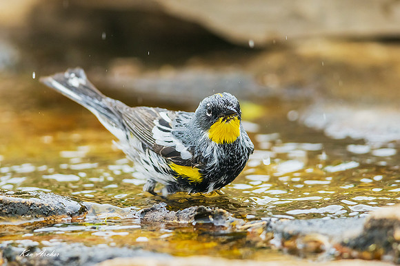 TXYR00057 - Yellow-rumped Warbler