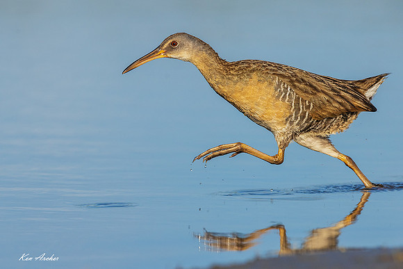 TXCR00151 - Clapper Rail
