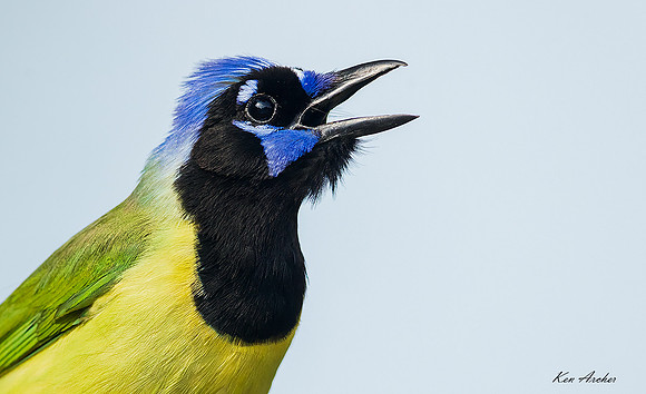 TXGJ00476 - Green Jay