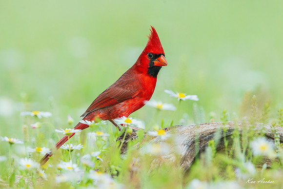 TXNC01591 - Northern Cardinal
