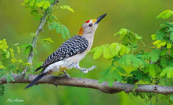 TXGW00189 - Golden-fronted Woodpecker