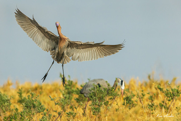 TXRE00320 - Reddish Egret