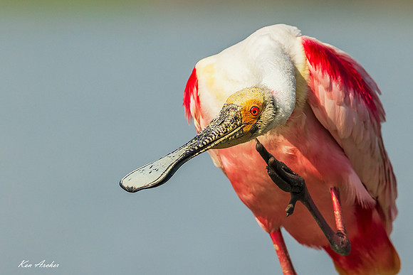 TXRS00191 - Roseate Spoonbill