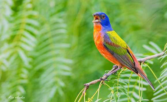 TXPB00294 - Painted Bunting