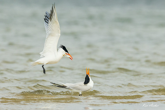 TXRT00127 - Royal Tern