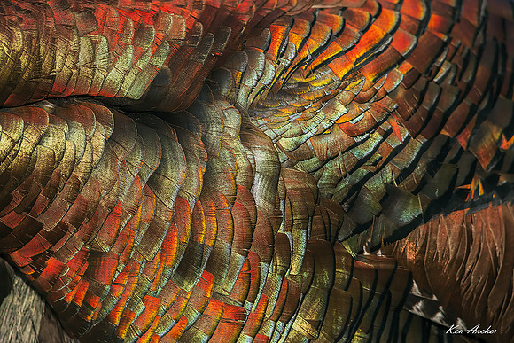 TXRT00067 - Rio Grande Turkey