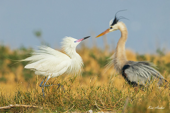 TXRW00073 - Reddish Egret White Morph