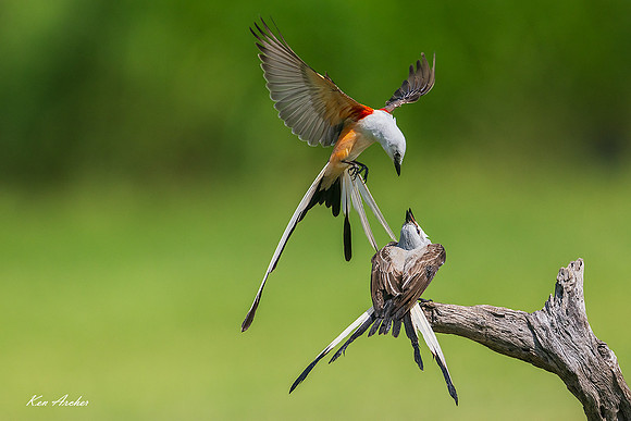 TXSF00080 - Scissor-tailed Flycatcher