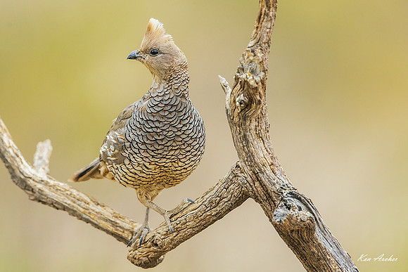 TXSQ00022 - Scailed Quail