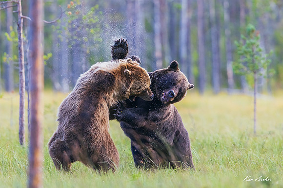 FDEB00976 - Eurasian Brown Bear
