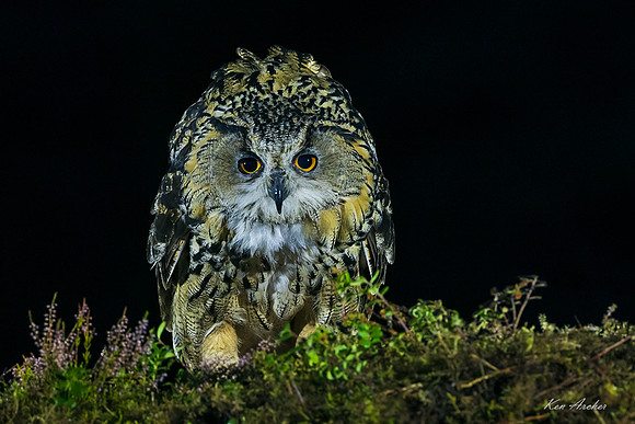 FDEO00088 - Eurasian Eagle Owl