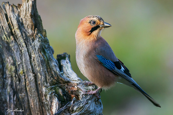 FDEJ00062 - Eurasian Jay