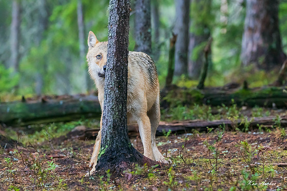 FDEW01625 - Eurasian Wolf