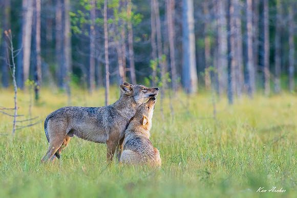 FDEW00852 - Eurasian Wolf
