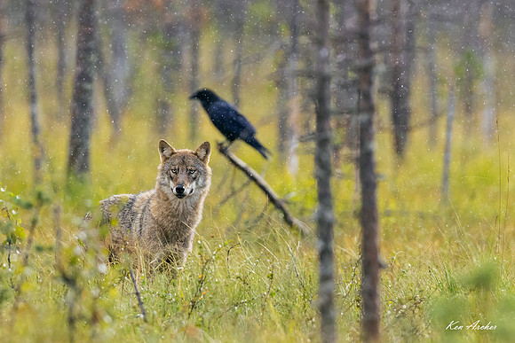FDEW01347 - Eurasian Wolf