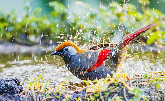 CHRL00439 - Red-tailed Laughingthrush