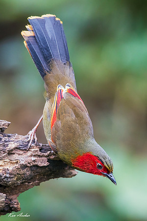 CHSL00115 - Scarlet-faced Liocichla