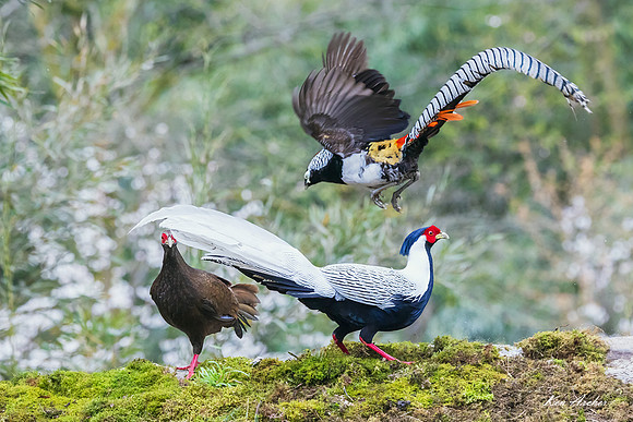 CHSP00222 - Silver Pheasant
