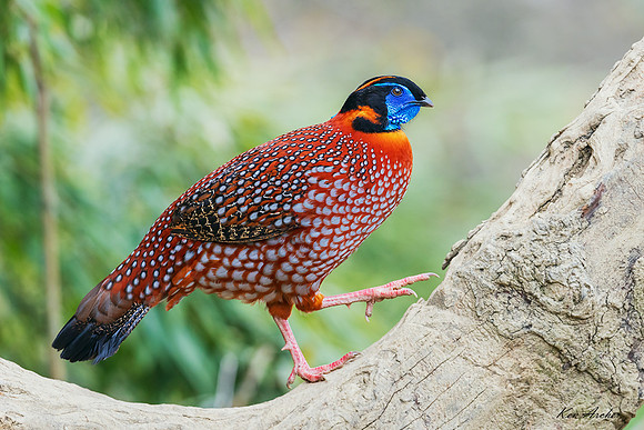 CHTM00030 - Temminck's Tragopan