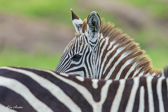 KAZA00184 - Zebra